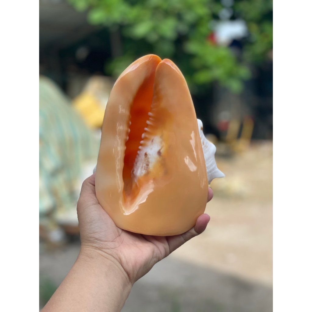 Vỏ ốc biển - phong thuỷ - Vỏ ốc kim khôi - Màu sắc tự nhiên - kích thước đến 20cm