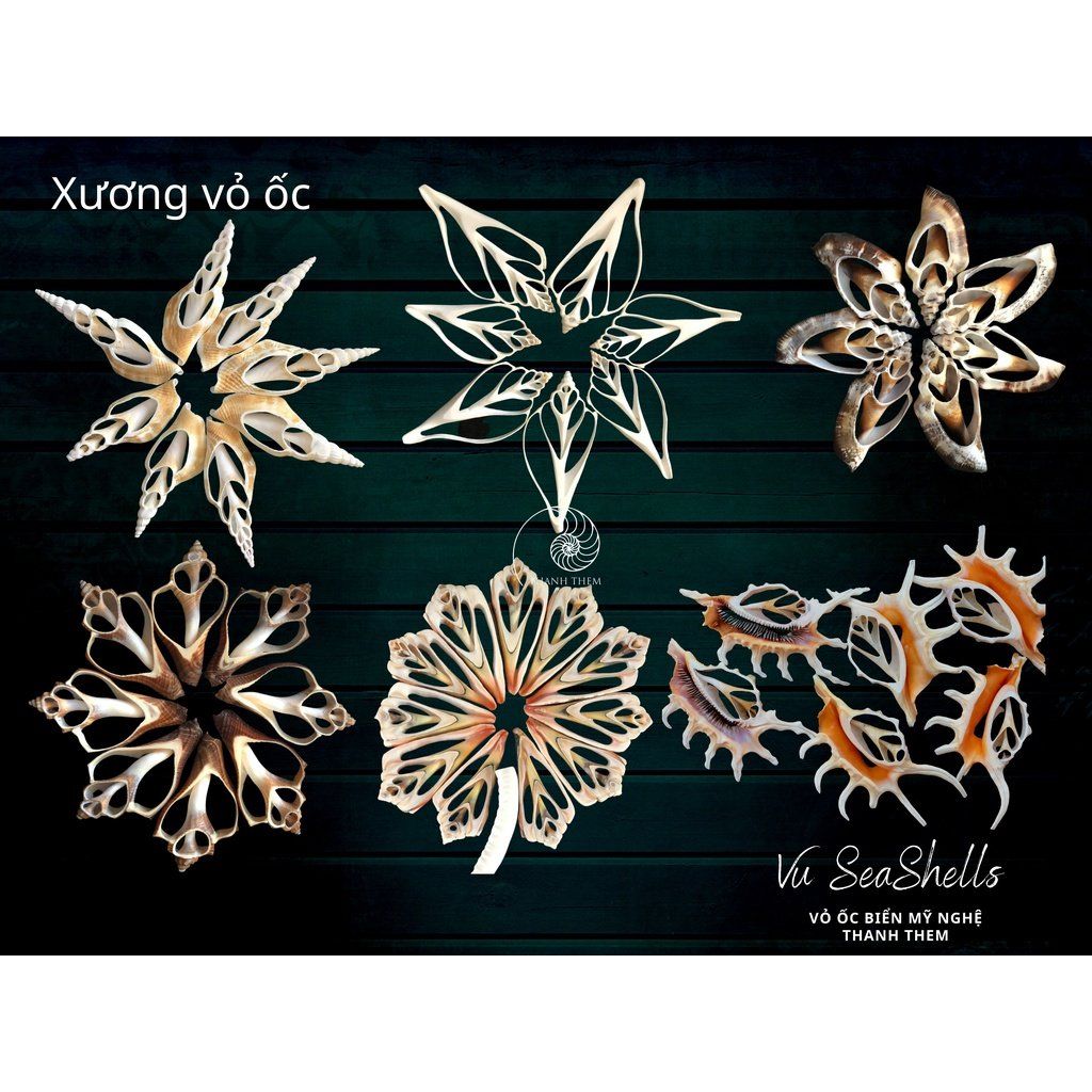  Phụ Kiện Decor - 10 Xương Vỏ Ốc - Vỏ Ốc Biển 