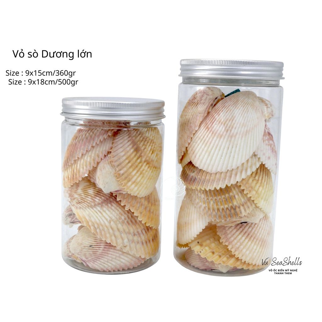 Vỏ Ốc Biển - Hủ Vỏ Sò Dương Lớn - Dùng Trong Trang Trí - Decor Chụp Ảnh