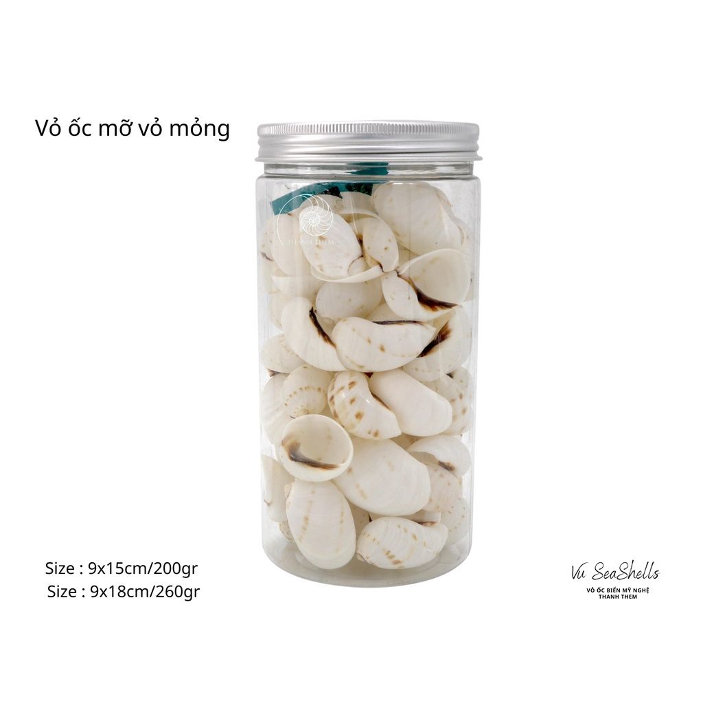 Vỏ Ốc Biển - Hủ Vỏ Ốc Mỡ Trắng Mỏng - Dùng Trong Trang Trí - Decor Chụp Ảnh