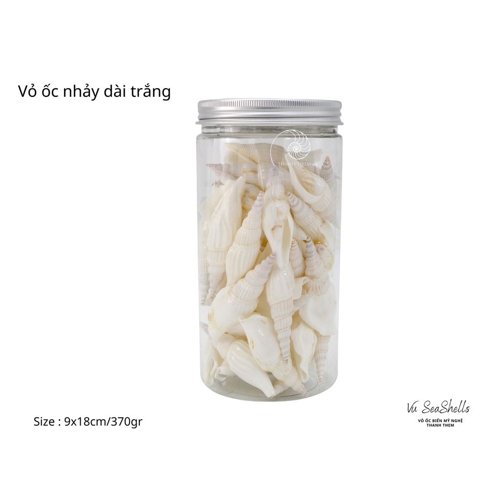 Vỏ Ốc Biển - Hủ Vỏ Ốc Nhảy Dài Trắng - Dùng Trong Trang Trí - Decor Chụp Ảnh
