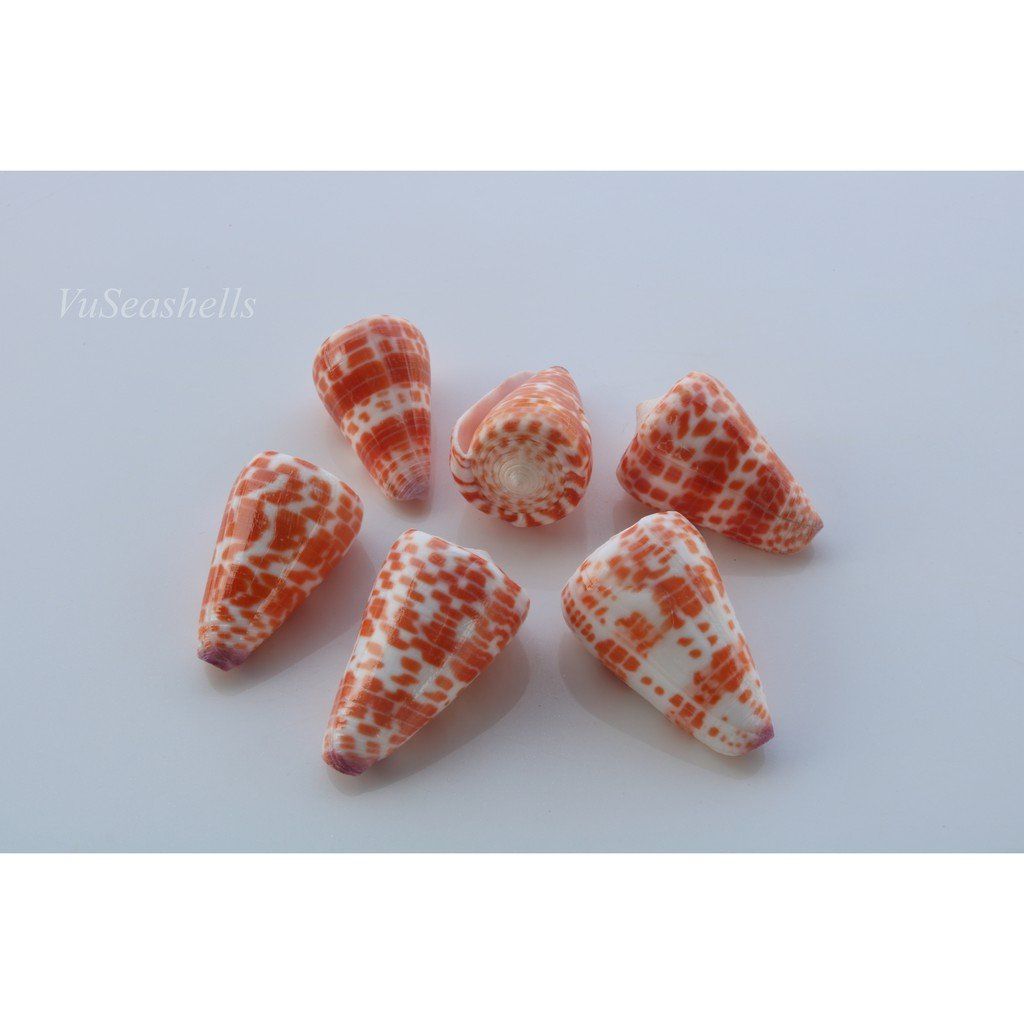 Vỏ Ốc Cối Đỏ