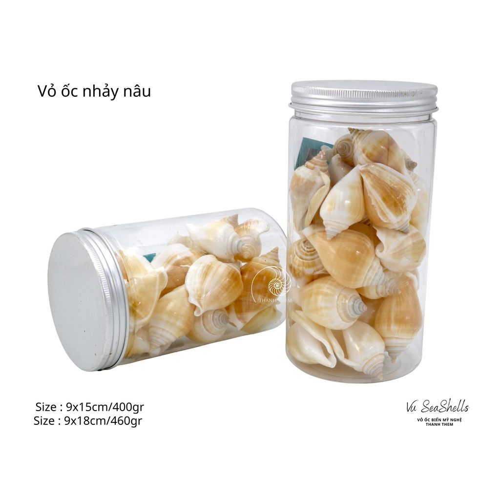 Vỏ Ốc Biển - Hủ Vỏ Ốc Nhảy - Dùng Trong Trang Trí - Decor Chụp Ảnh