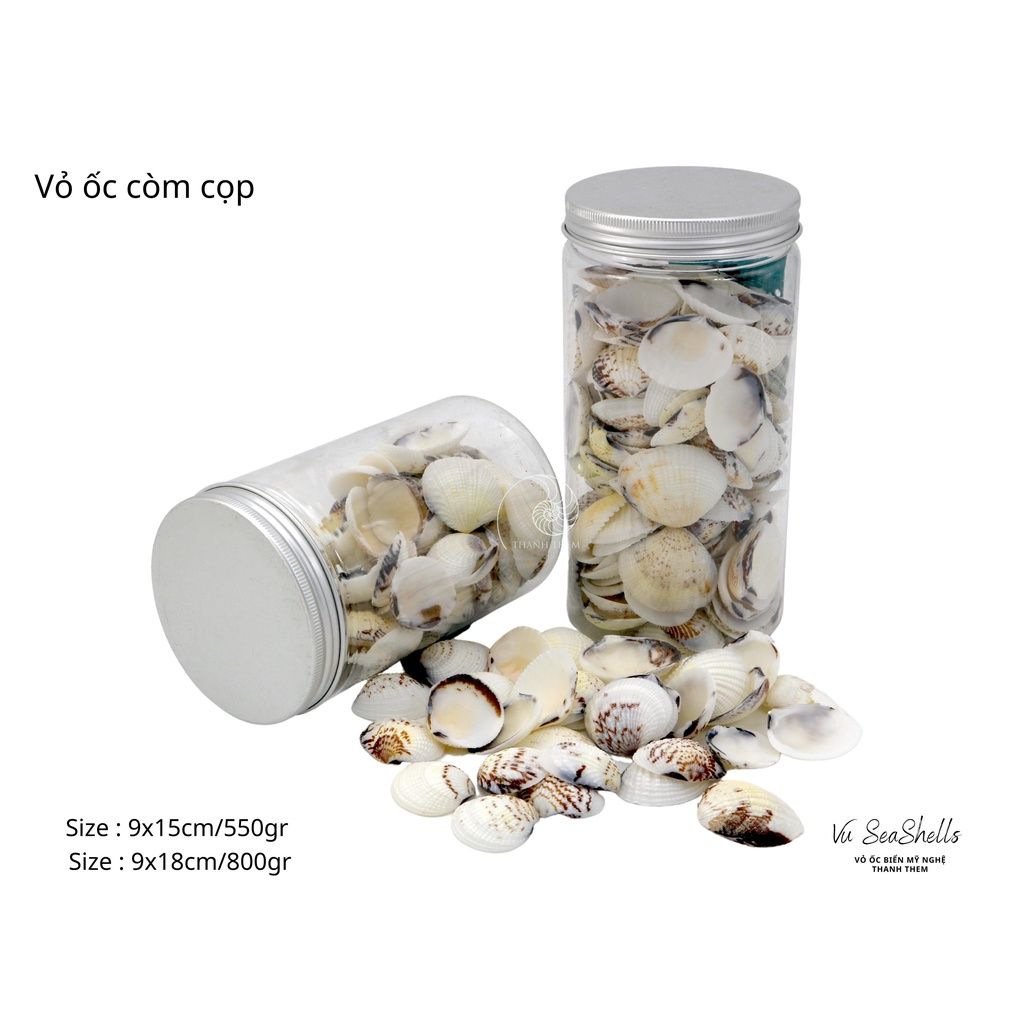 Vỏ Ốc Biển - Hủ Vỏ Còm Cọp - Dùng Trong Trang Trí - Decor Chụp Ảnh