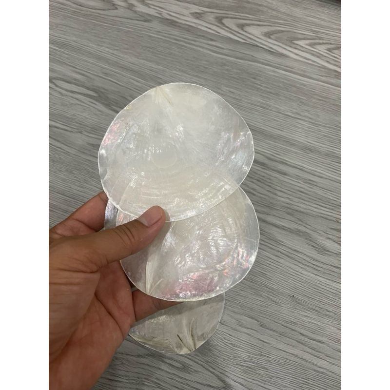 set 10 vỏ ốc điệp trắng - dùng trong thiết kế, viết chữ sự kiện