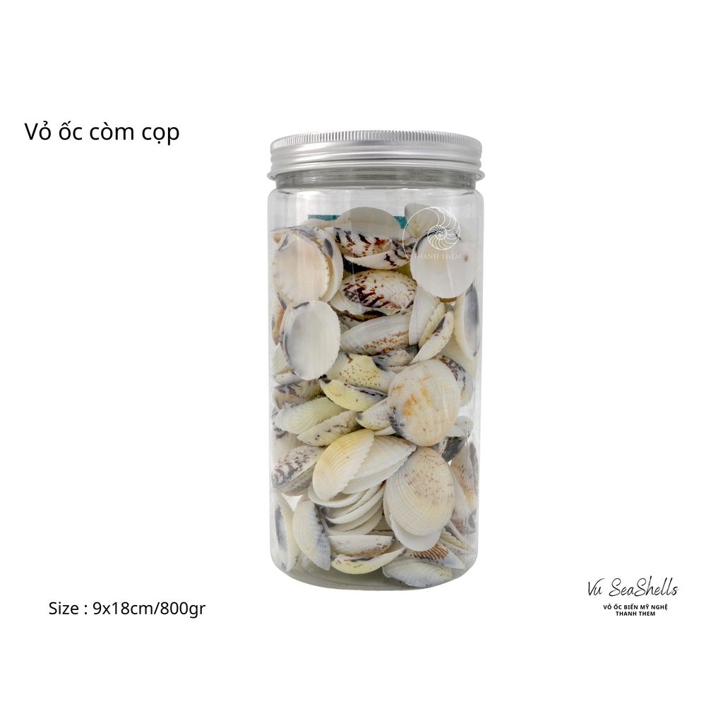 Vỏ Ốc Biển - Hủ Vỏ Còm Cọp - Dùng Trong Trang Trí - Decor Chụp Ảnh