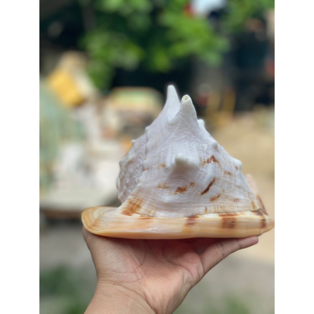 Vỏ ốc biển - phong thuỷ - Vỏ ốc kim khôi - Màu sắc tự nhiên - kích thước đến 20cm