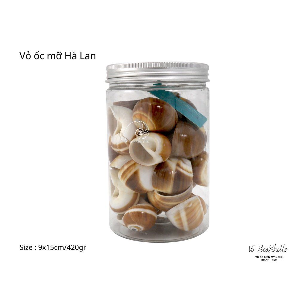 Vỏ Ốc Biển - Hủ Vỏ Ốc Mỡ Hà Lan - Dùng Trong Trang Trí - Decor Chụp Ảnh