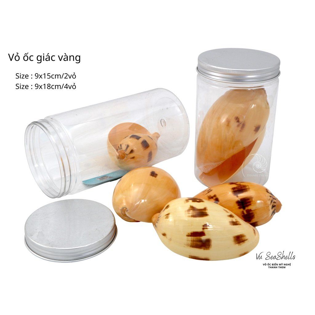 Vỏ Ốc Biển - Hủ Vỏ Ốc Giác - Dùng Trong Trang Trí - Decor Chụp Ảnh