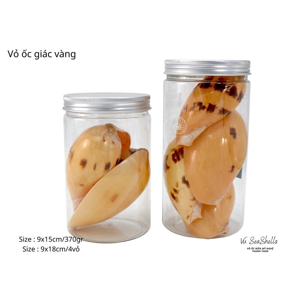 Vỏ Ốc Biển - Hủ Vỏ Ốc Giác - Dùng Trong Trang Trí - Decor Chụp Ảnh