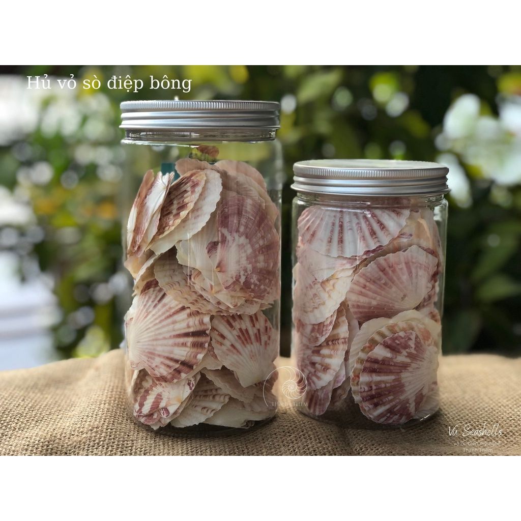 Vỏ Ốc Biển - Hủ Vỏ Sò Điệp Bông - Dùng Trong Trang Trí - Decor Chụp Ảnh