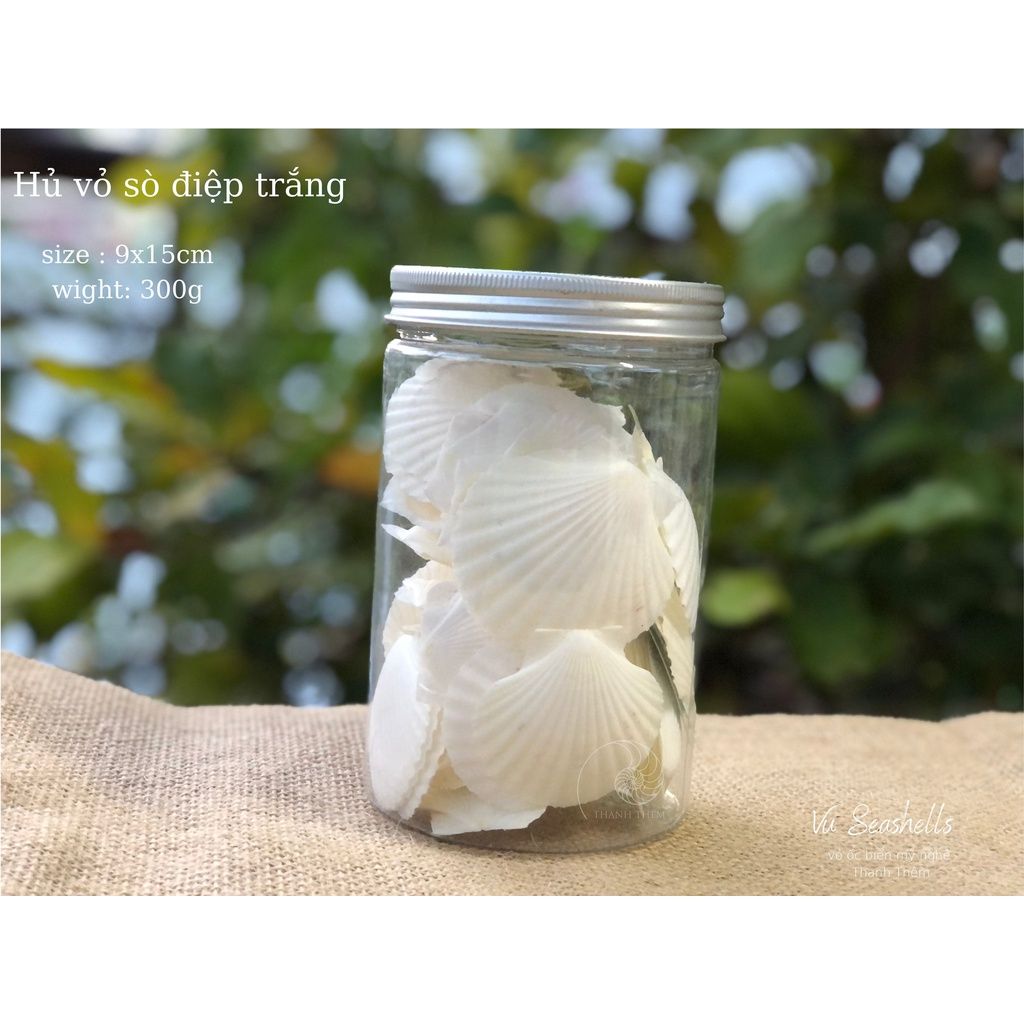Vỏ Ốc Biển - Hủ Vỏ Sò Điệp Trắng - Dùng Trong Trang Trí - Decor Chụp Ảnh