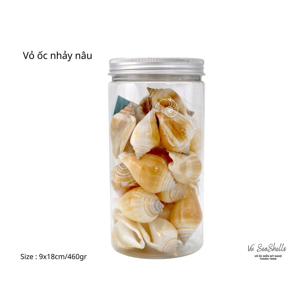 Vỏ Ốc Biển - Hủ Vỏ Ốc Nhảy - Dùng Trong Trang Trí - Decor Chụp Ảnh