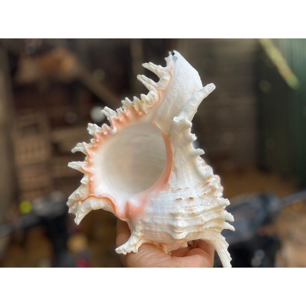 Vỏ Ốc Gai Trắng Lớn