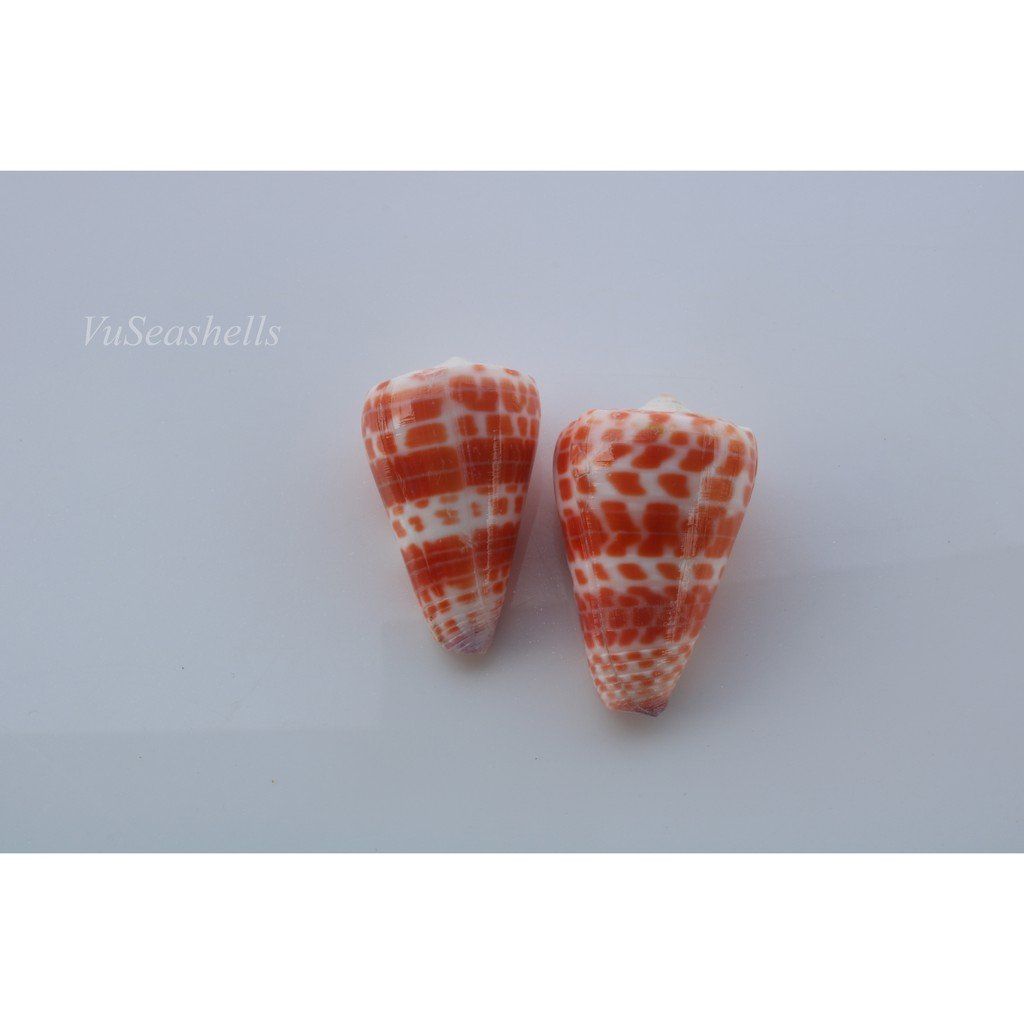 Vỏ Ốc Cối Đỏ