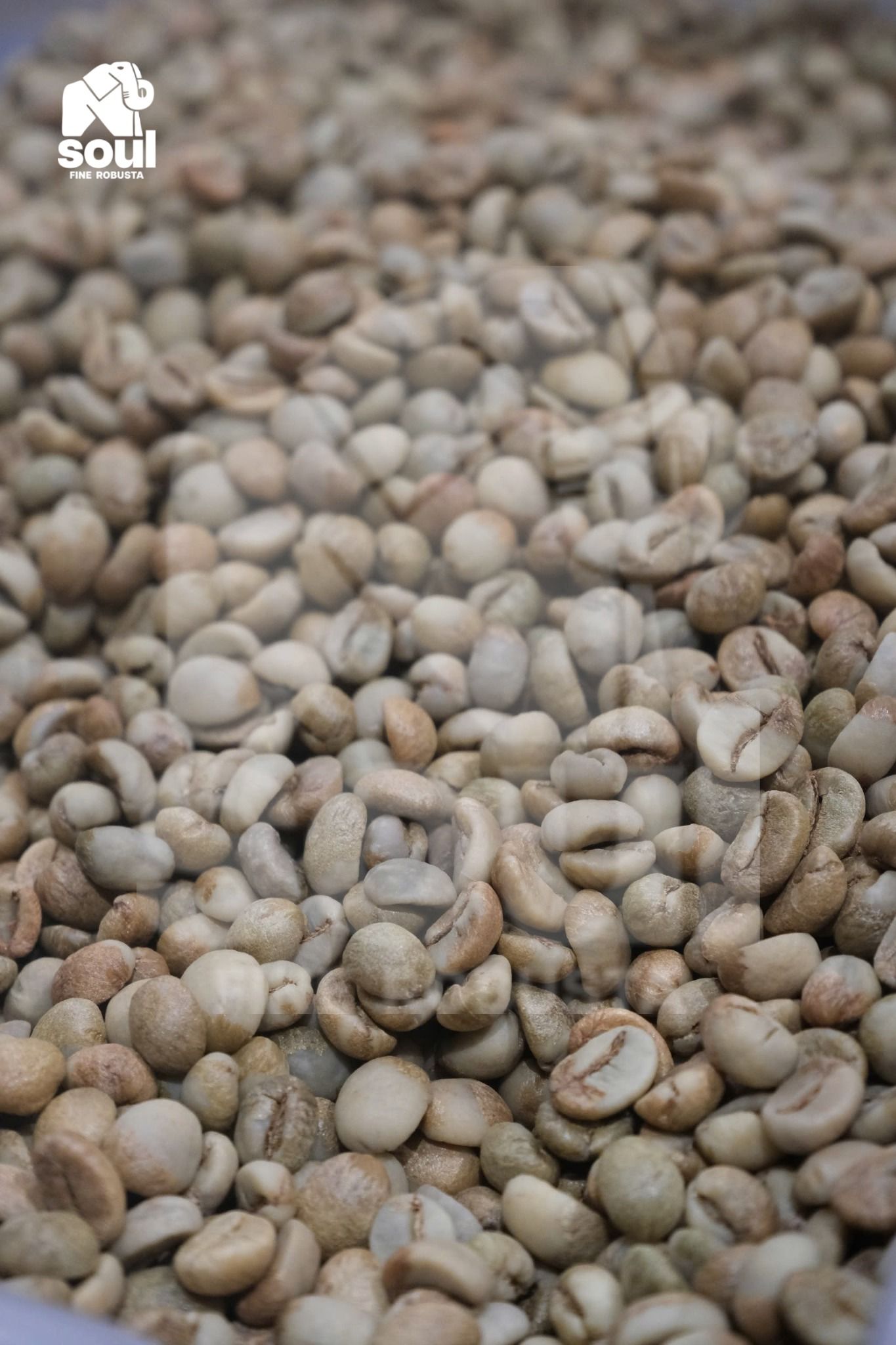 Fine Robusta - CÀ DÂY - Natural