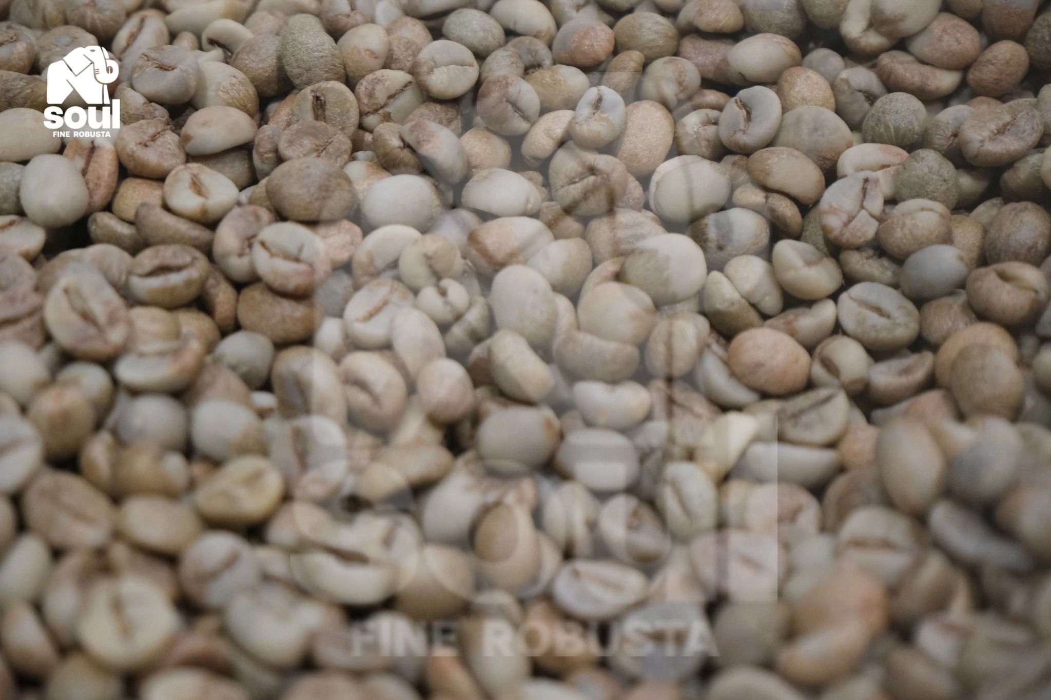 Fine Robusta - CÀ DÂY - Natural