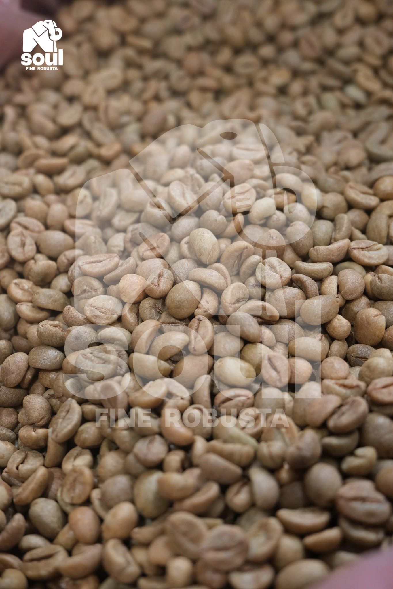 Fine Robusta - TR - Natural - Anaerobic