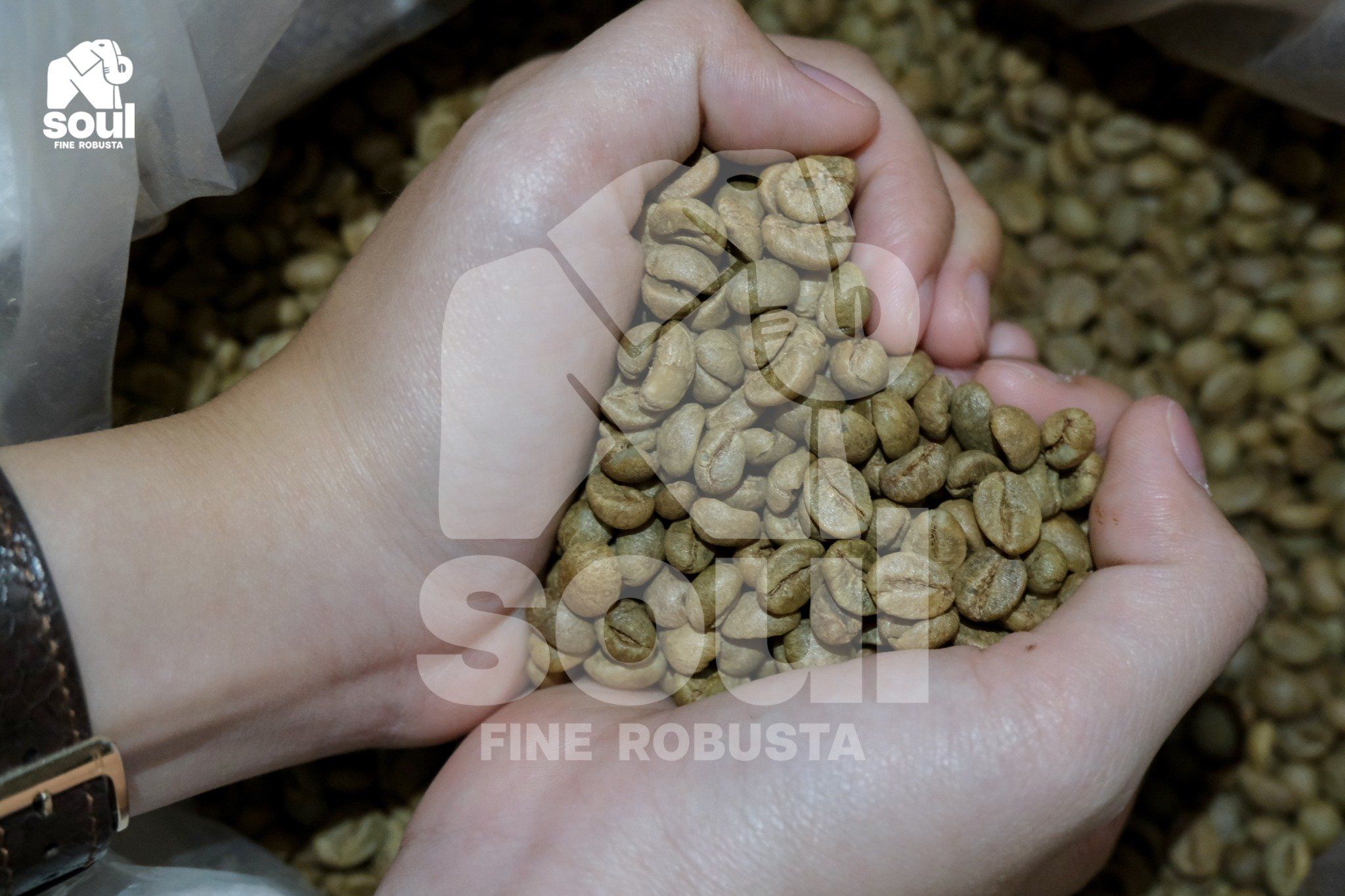 Fine Robusta - TR - Natural - Men Trái Cây (Fruity)