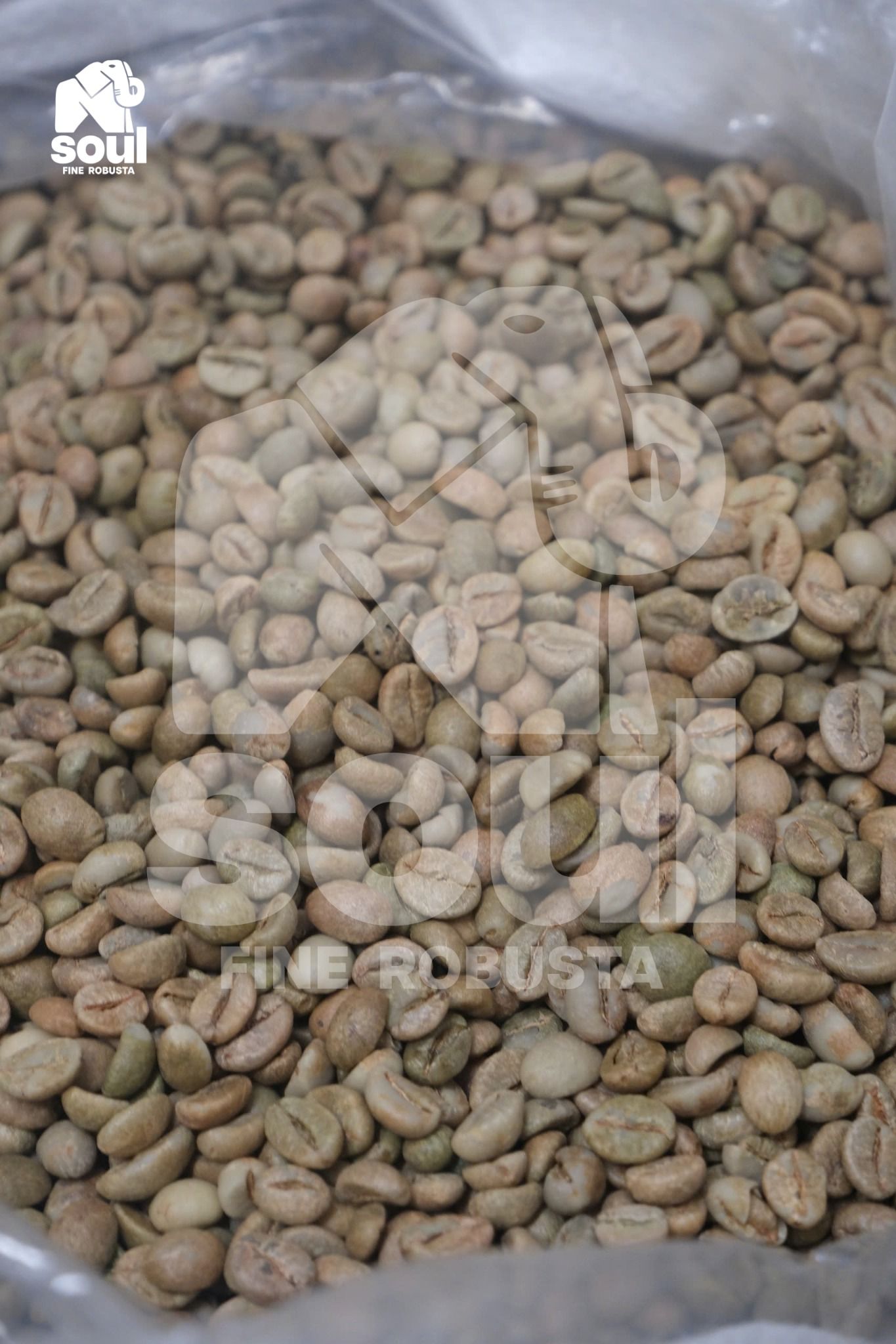 Robusta G1 Clean - Robusta Blend - Pulp Natural