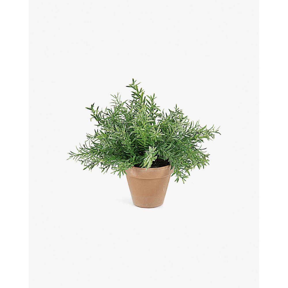 Bình cây Rosemary