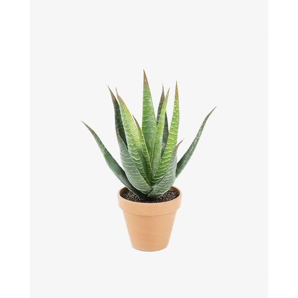 Chậu cây Aloe vera