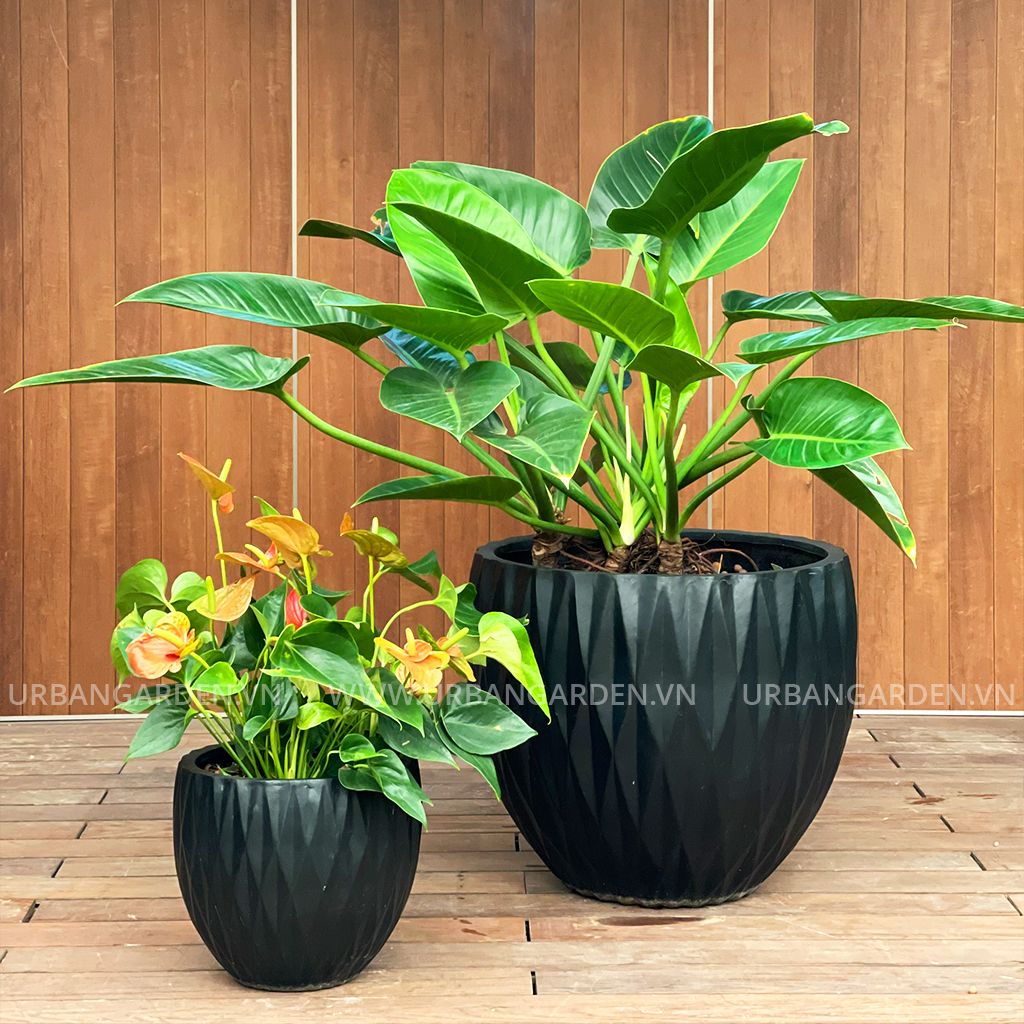 Bộ hai chậu cây MPSS 200621