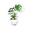  Chậu Cây Monstera XL - Ceylon - Trắng L 