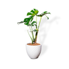  Chậu Cây Monstera M - Pine - Trắng M 