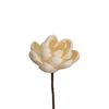  Hoa Khô White Beauty (8cm) 