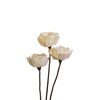  Hoa Khô Wavy Blossom (10cm) 