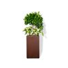  Chậu Cây Trúc bách hợp L - Corten 40x40x70 