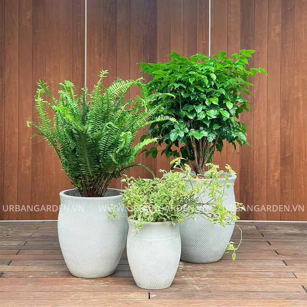 Bộ chậu cây CNT7686 Xám
