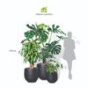  Bộ Chậu Cây Monstera XL - Ceylon - Đen 