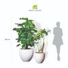  Bộ Chậu Cây Trầu bà Monstera - Pine - Trắng 