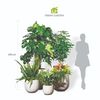  Bộ Chậu Cây Monstera Hạnh Phúc - Ceylon Trắng 