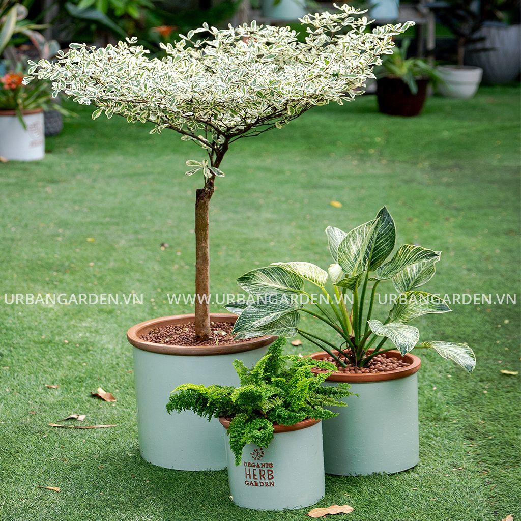 Bộ Chậu cây số 7