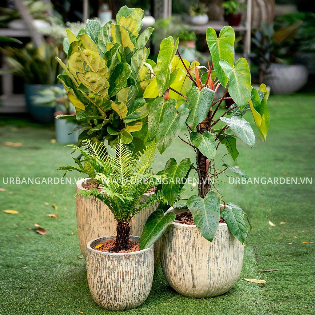 Bộ Chậu cây số 1