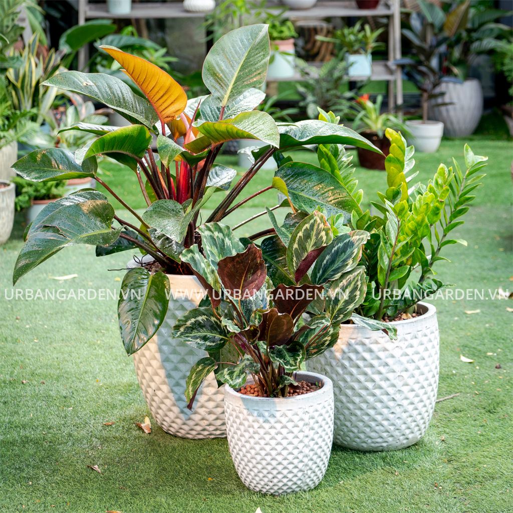 Chậu Cây Gốm Emma