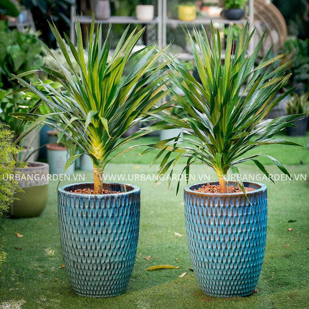 Bộ Chậu cây số 12