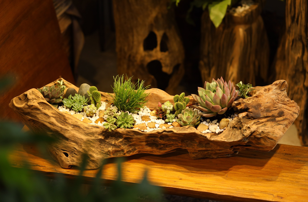 Décor Gỗ Lũa Reborn Wood Driftwood Nougat 03AX3