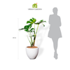  Chậu Cây Monstera M - Pine - Trắng M 