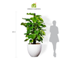  Bộ Chậu Cây Trầu bà Monstera - Pine - Trắng 