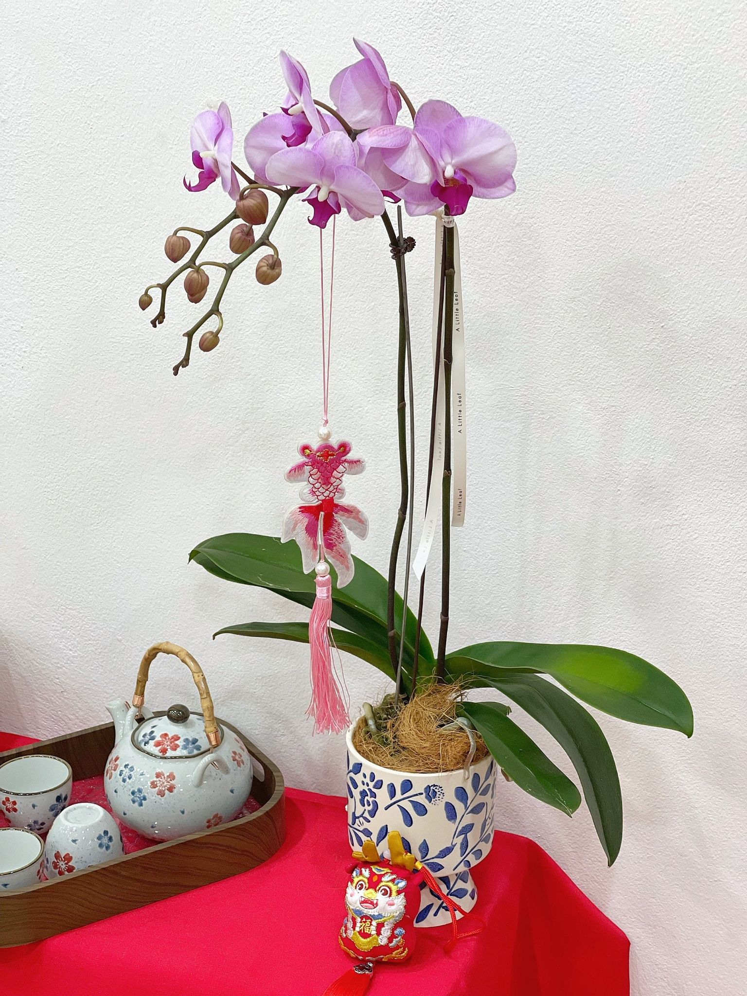 Chậu Hoa Lan Hồ Điệp