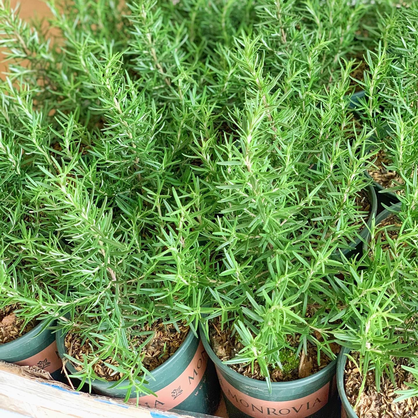 Hương Thảo Lớn (chậu Mon)