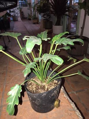 Cây Trầu Bà Chân Vịt