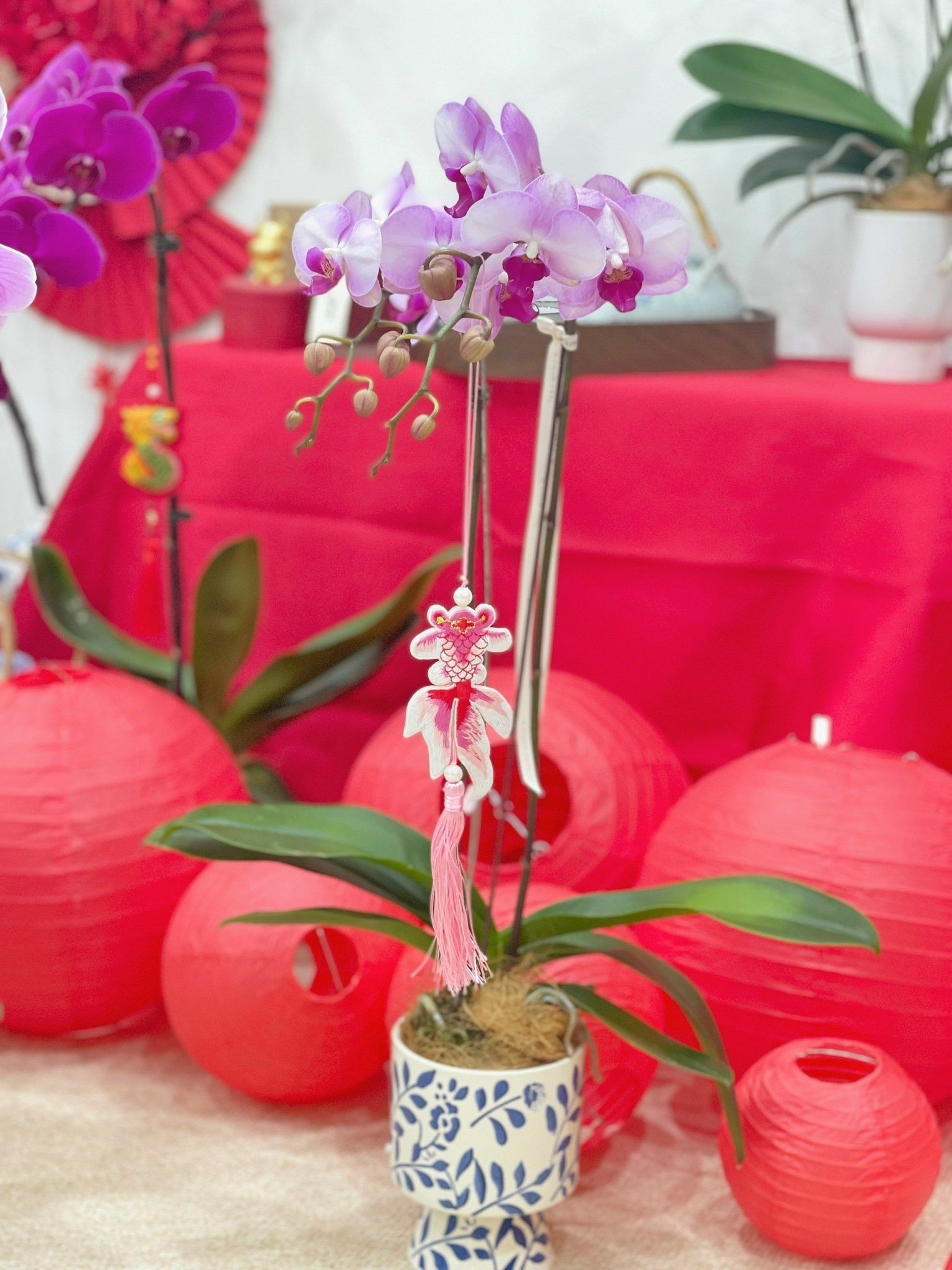 Chậu Hoa Lan Hồ Điệp