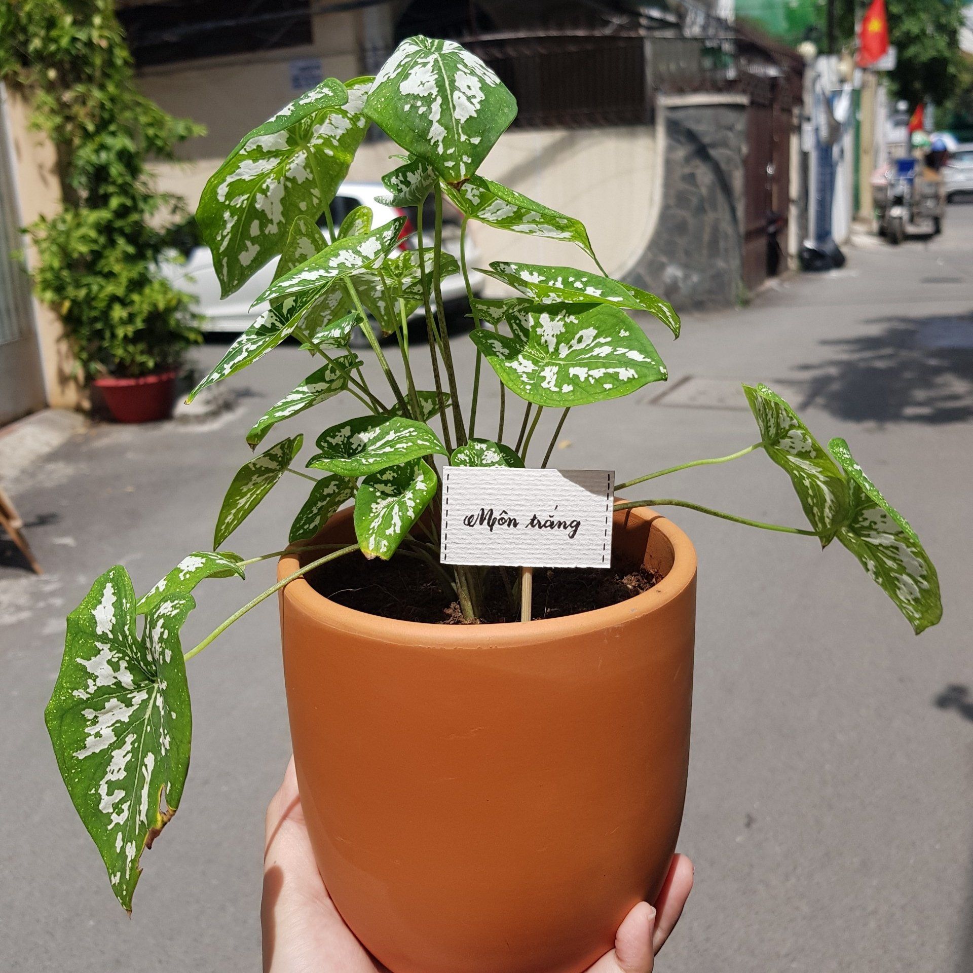 Cây Môn Trắng