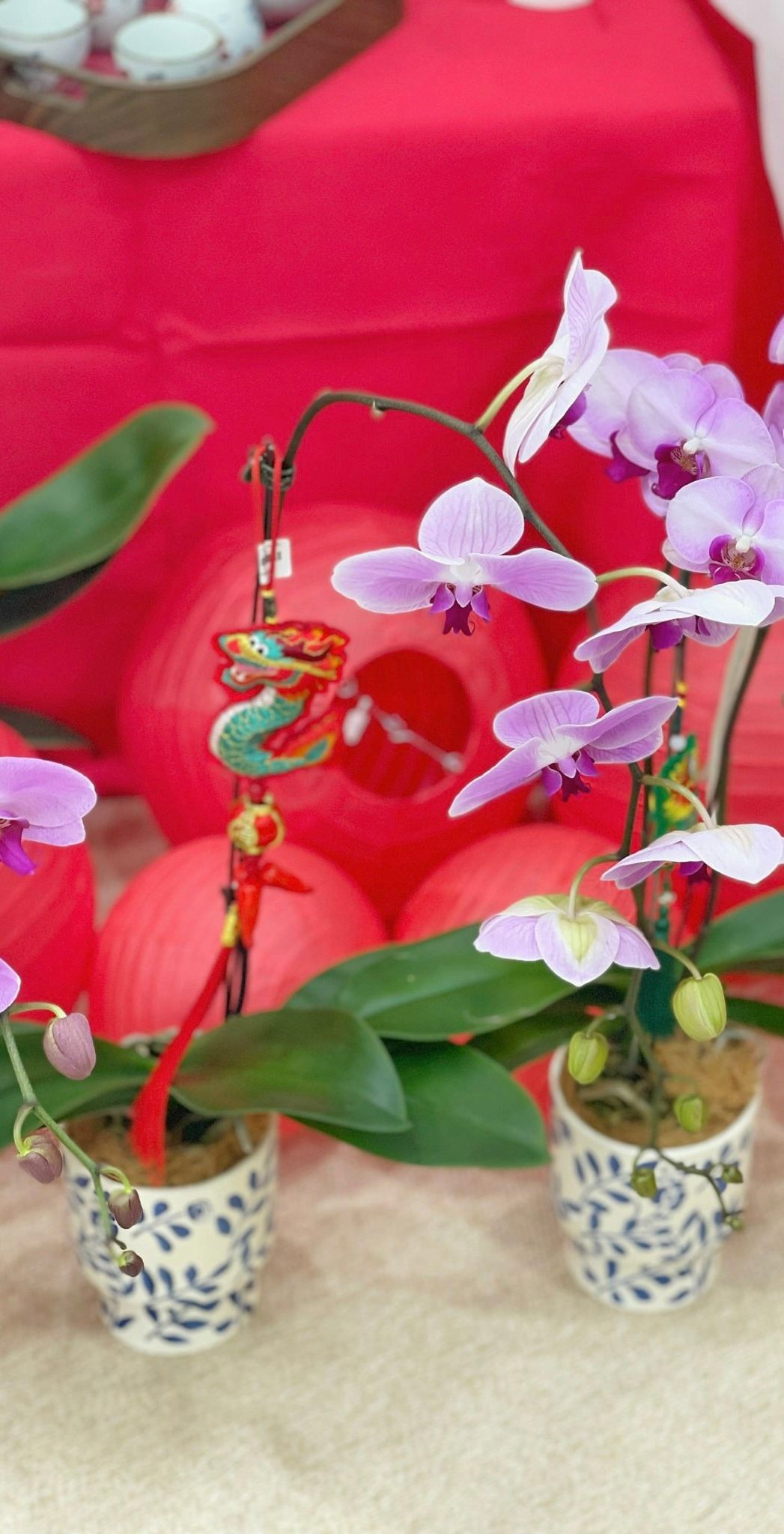 Chậu Hoa Lan Hồ Điệp