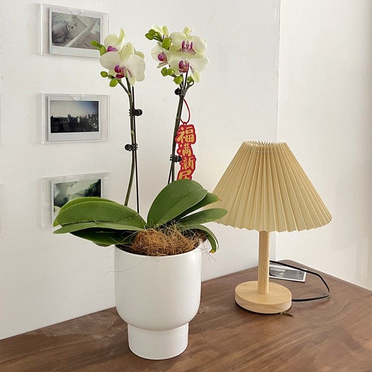 Chậu Cây Gốm Bắc Âu